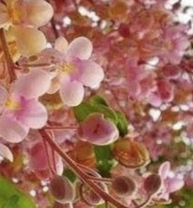 คูนชมพู หรือรัตนพฤกษ์ (Cassia) / 20 เม็ด
