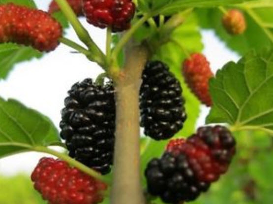 หม่อนดำ หรือมัลเบอรี่ดำ (Black Mulberry) บอนไซ / 50 เม็ด (China)