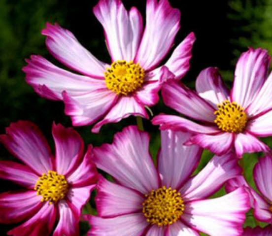 ดาวกระจาย เซ็นเซชั่น พิโคที (Cosmos - Sensation Picotee) / 100 เม็ด (UK)*