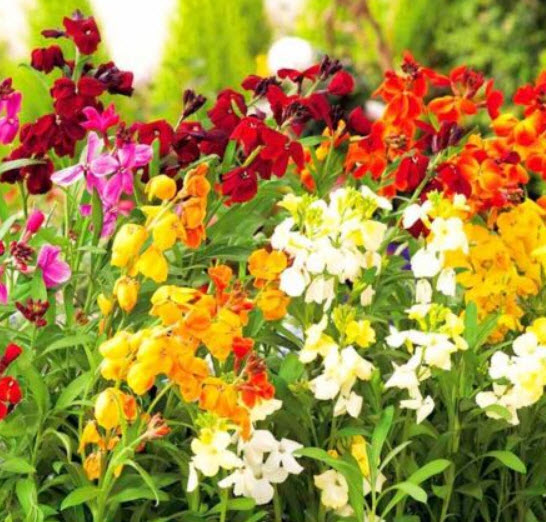 วอลฟลาวเวอร์ - มายแฟร์เลดี้ (Wallflower - My Fair Lady) / 300 เม็ด (UK)*