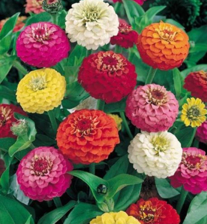 บานชื่น (Zinnia Liliput) คละ / 50 เม็ด (Ukraine)
