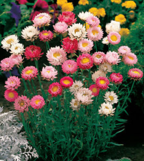 ดอกกระดาษ (Straw flower) คละ / 50 เม็ด (Australia)