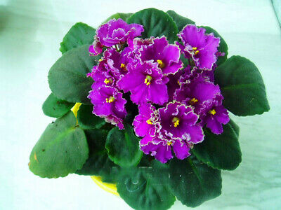 แอฟริกัน ไวโอเล็ต (African Violet) คละ / 50 เม็ด
