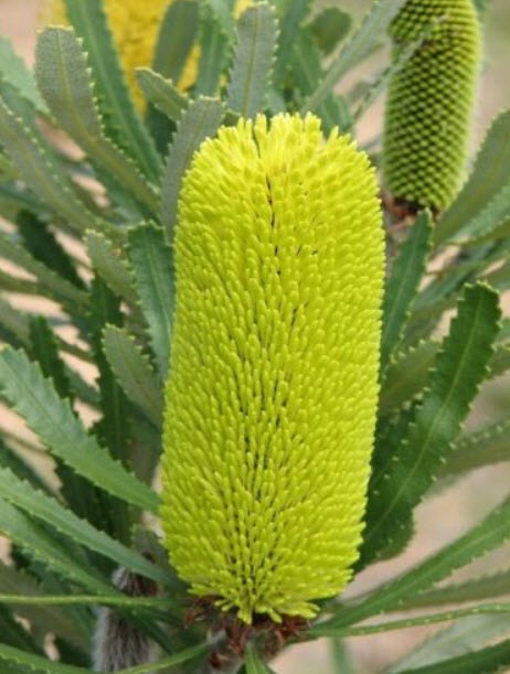 แบงเซีย (Banksia) สีเขียว / 5 เม็ด