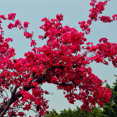 เฟื่องฟ้า (Bougainvillea) ดอกสีแดงเข้ม / 25 เม็ด (นอก)