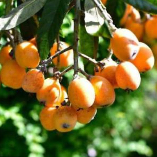 บ๊วยจีน หรือโลควอท (loquat) / 10 เม็ด (China)
