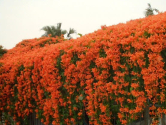 ต้นพวงแสด สูง 30-50 ซ.ม. / ต้น