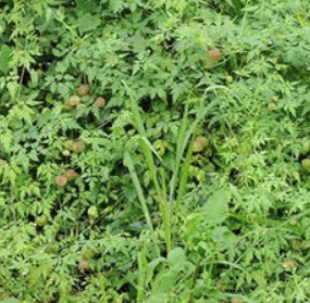 โคกกระออม (Balloon vine) / 12 เม็ด (UK)