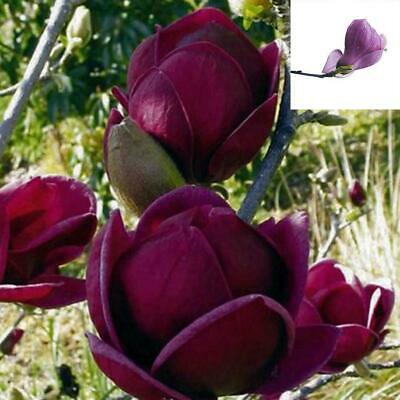 แม็กโนเลีย ยูหลาน (Magnolia Yulan) สีม่วงเข้ม / 20 เม็ด (China)