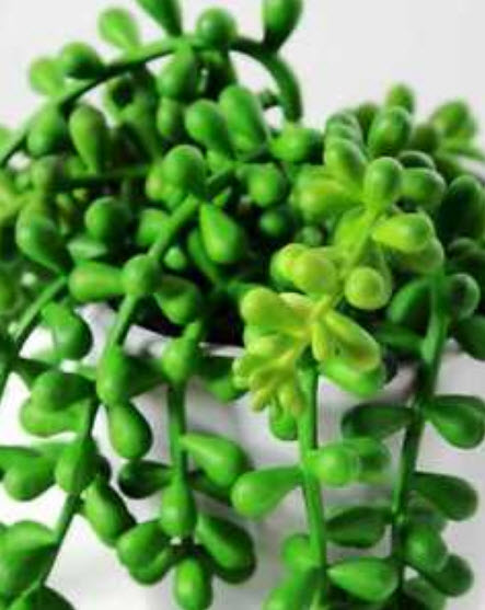 เพิร์ล คลอโรไฟทัม (Pearl Chlorophytum) สีเขียวเข้ม / 100 เม็ด