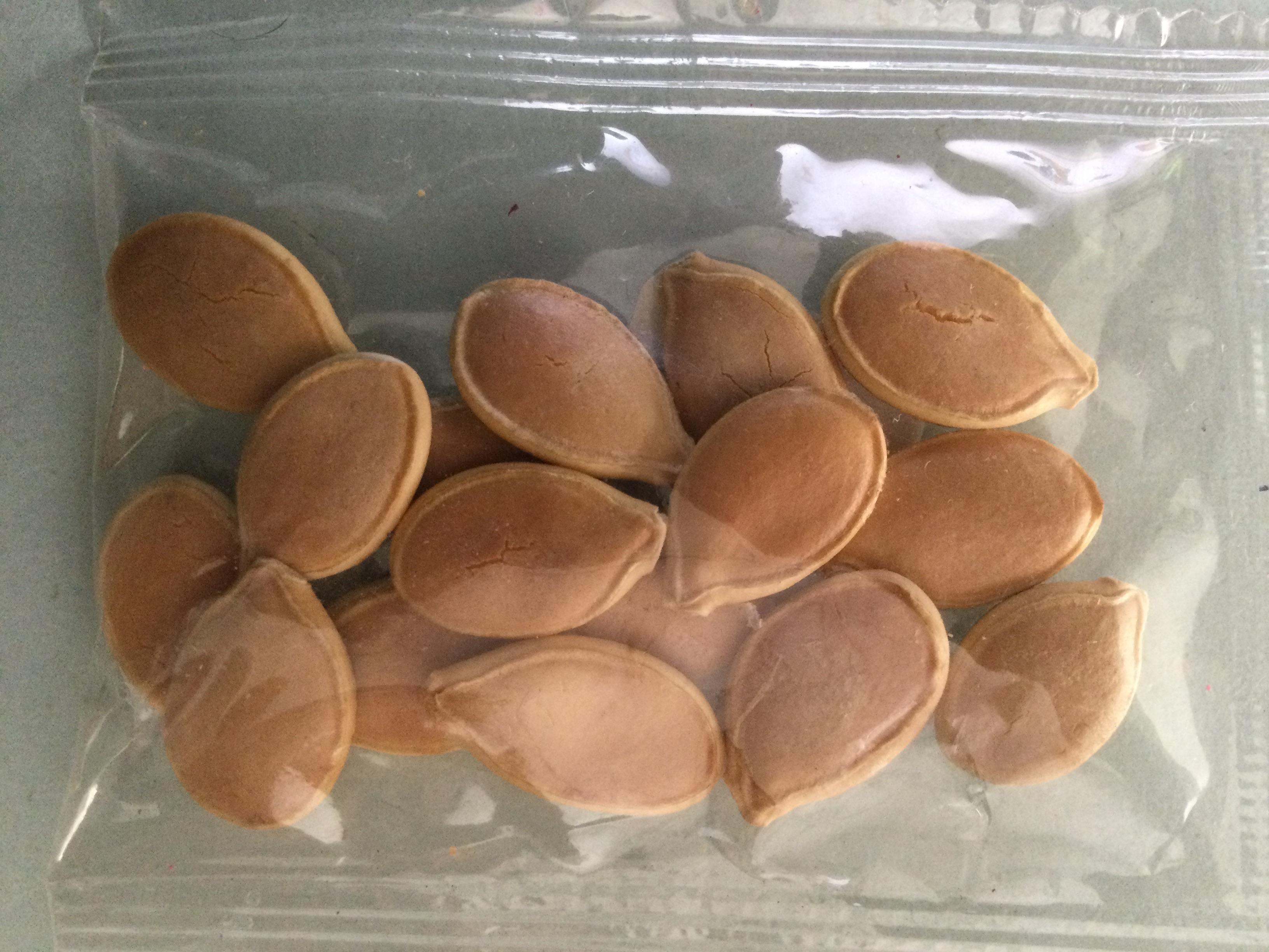 ฟักทองยักษ์ (Giant pumpkin) / 5 เม็ด (China)