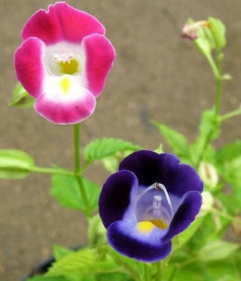 แววมยุรา (Torenia - F2 Wishbone) คละ / 12 เม็ด (UK)