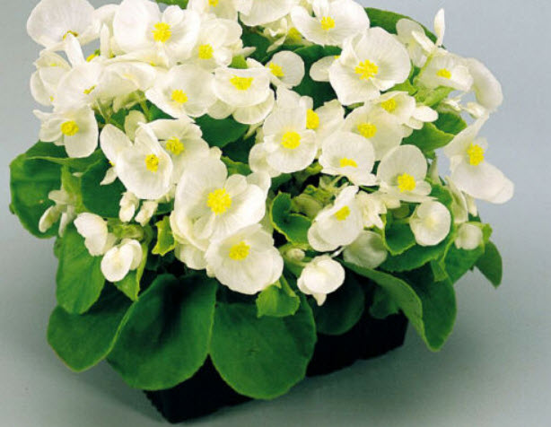 บิโกเนียใบมัน (Wax Begonia) สีขาว / 1,000 เม็ด (UK)