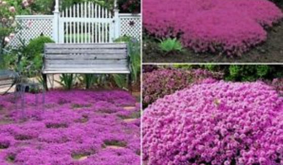 ไทม์ สีชมพู (pink thyme) / 4,000 เม็ด (Australia)