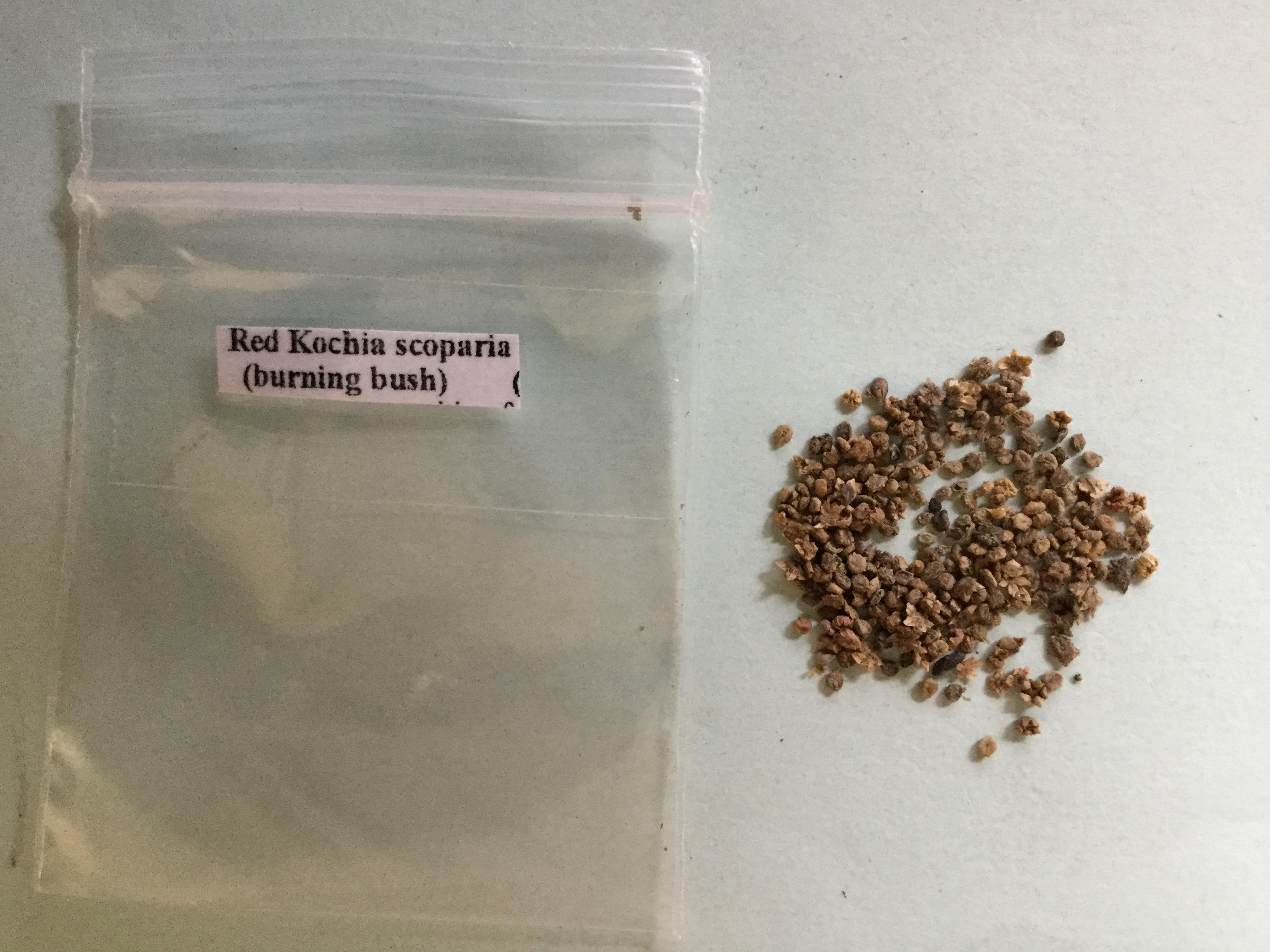 หญ้ากอเชีย แดง (Red Kochia) / 100 เม็ด (China)