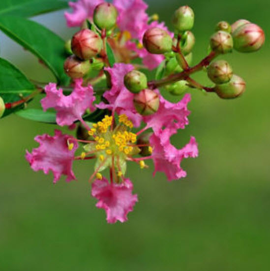 เมล็ดยี่เข่ง คละสี / 10 เม็ด (ไทย)