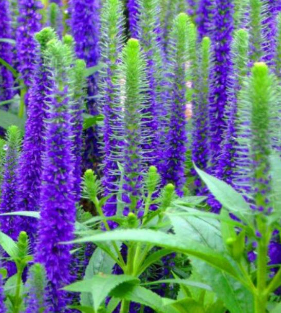 สไปค์ สปีดเวลล์ (Spike Speedwell) / 1,200 เม็ด (China)