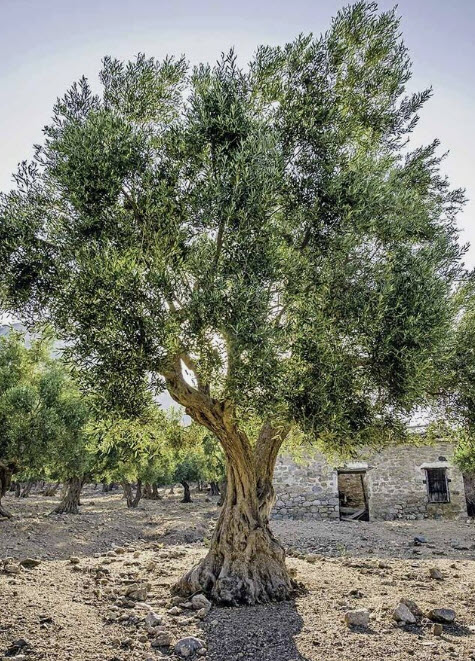 มะกอกดำ (Black olives / Oea europaea / 5 เม็ด (Portugal)