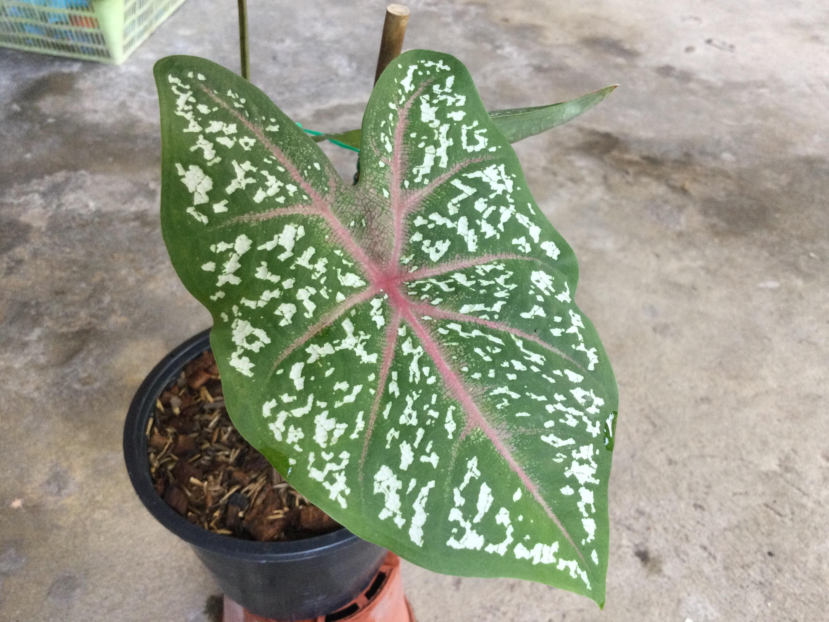 ต้นบอน นกศรีอุษา กระถาง 8 นิ้ว