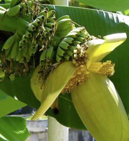 กล้วยไห่หนาน (Hainan Banana) / 50 เม็ด (China)