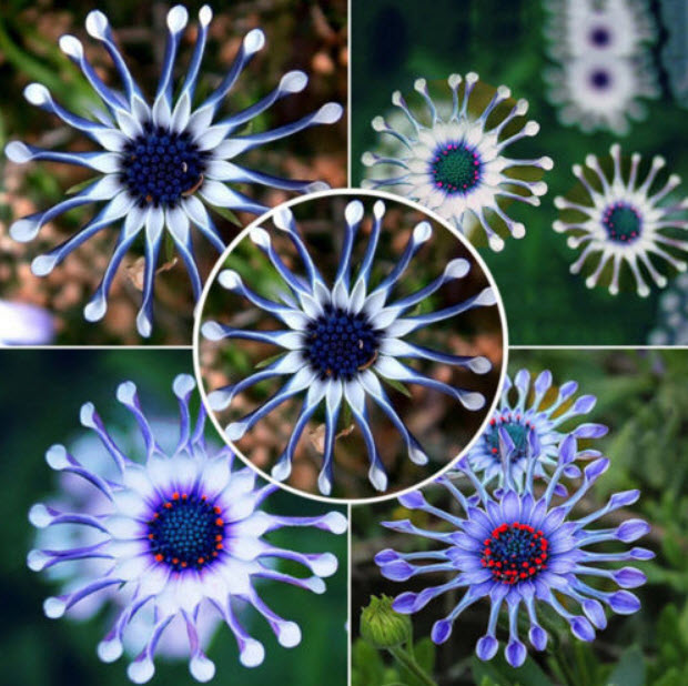 เบญจมาศ Blue Eye Chrysanthemum / 50 เม็ด