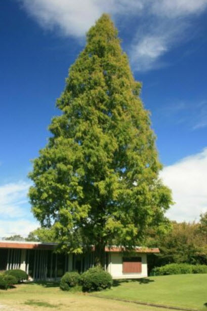 สนเรดวูด (Redwood Dawn / Metasequoia glyptostroboides) / 100 เม็ด (Portugal)*