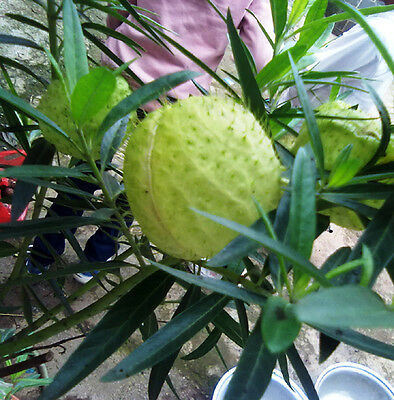 หงส์เหิร / สวอนแพลนท์ หรือ บอลลูน ฟรุต (Balloon fruit) / ซอง 25 เม็ด (Portugal)