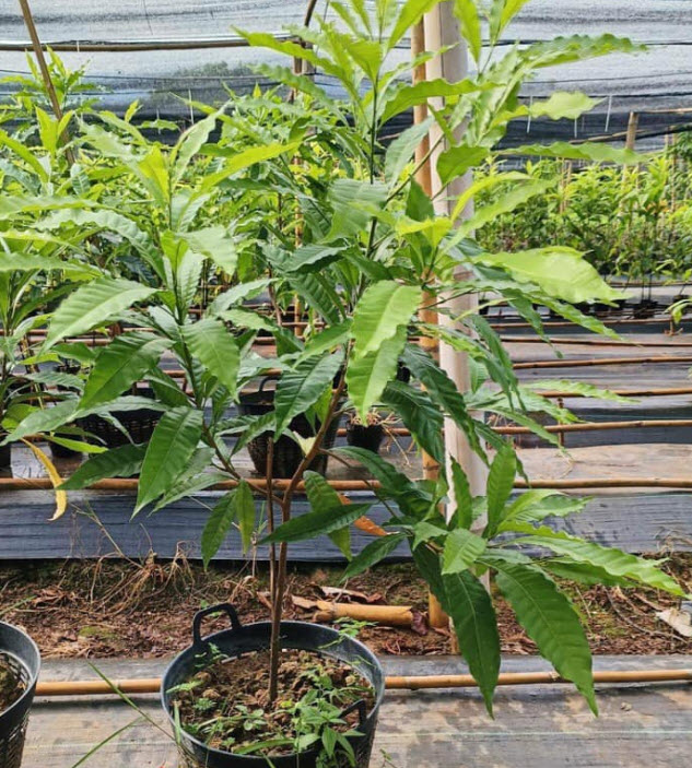 ต้นเอบิวไต้หวัน เพาะเมล็ด สูง 1.0~1.4m. ปลูกเลี้ยงในเข่ง