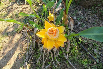 กล้วยคุนหมิง/กล้วยยูนนาน (Golden Lotus Banana) / 5 เม็ด (UK)