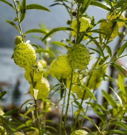 สวอนแพลนท์ / หงส์เหิร / บอลลูน ฟรุต / 10 เม็ด (Portugal)