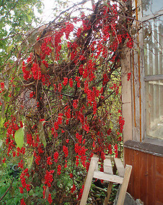 ชิแซนดร้า เบอรี่ (Schisandra berry) / 50 เม็ด (นอก)