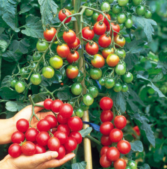 มะเขือเทศเชอรี่-สวีท มิลเลี่ยน เอฟวัน (Tomato - F1 Sweet Million) / 15 เม็ด (UK)