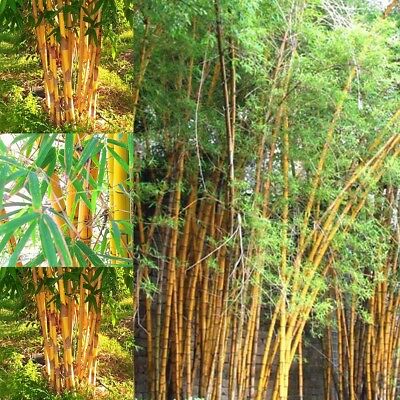 ไผ่โมโซ (Moso Bamboo) สีทอง / 20 เม็ด (นอก)