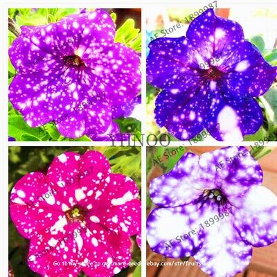 พิทูเนีย บลูสกาย (Blue Sky Petunia) / 100 เม็ด