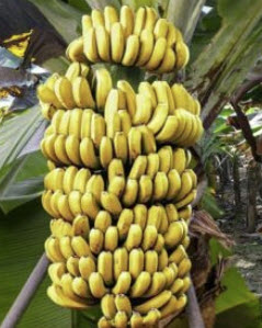 กล้วยไห่หนาน (Hainan Banana) / 50 เม็ด (China)