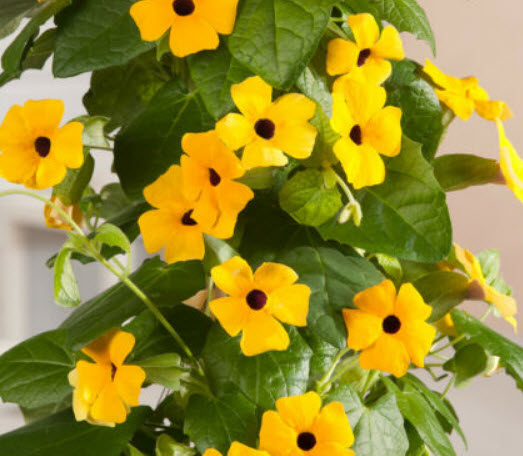 แววตา (Black Eyed Susan) เหลือง / 50 เม็ด