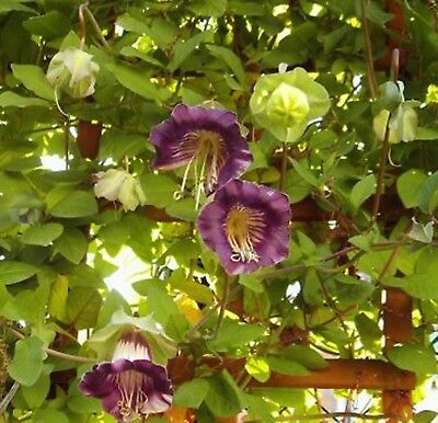 แคทเธอดรัล เบลล์ (Cathedral Bells) สีม่วง / ซอง 5 เม็ด (Ukraine)