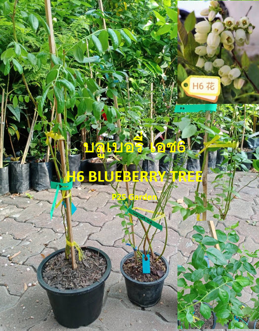 ต้น บลูเบอรี่ Blueberry สายพันธุ์ H6 ต้นเพาะเนื้อเยื่อ อายุต้น 3 ปี+ สูง 30-60 ซ.ม.