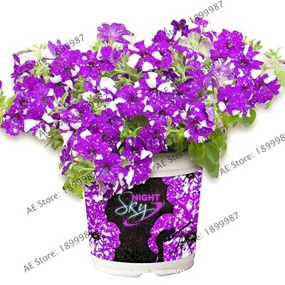 พิทูเนีย บลูสกาย (Blue Sky Petunia) / 100 เม็ด