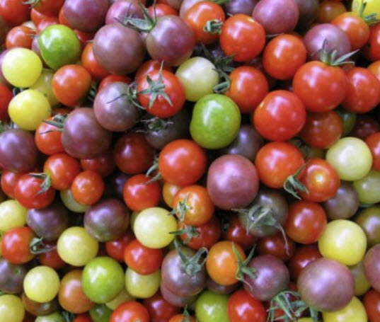 มะเขือเทศเชอรี่ (Cherry Tomato) คละ 37 ชนิด / 100 เม็ด (USA)*