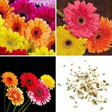 เยอบีร่า (Gerbera Jamesonii Hybrid) / 100 เม็ด (China)