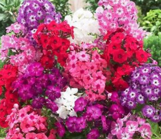 ฟลอกซ์พันธุ์เตี้ย (Flox) คละสี / 500 เม็ด (UK)