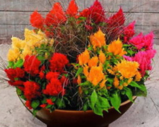 สร้อยไก่ (Plumed Celosia) พันธุ์เตี้ย คละสี / 800 เม็ด (Serbia)