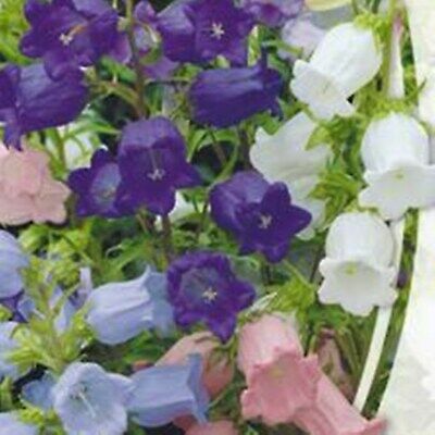 ดอกระฆัง หรือแคมพานูล่า (Campanula) คละสี / 2,500 เม็ด (Ukraine)