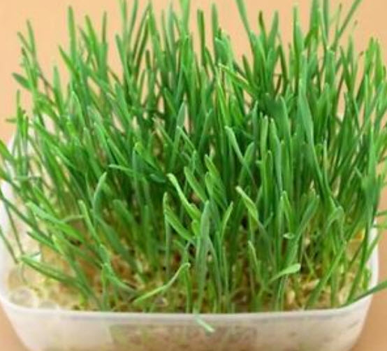 หญ้าแมว (Cat Grass) / 1600 เม็ด (นอก)