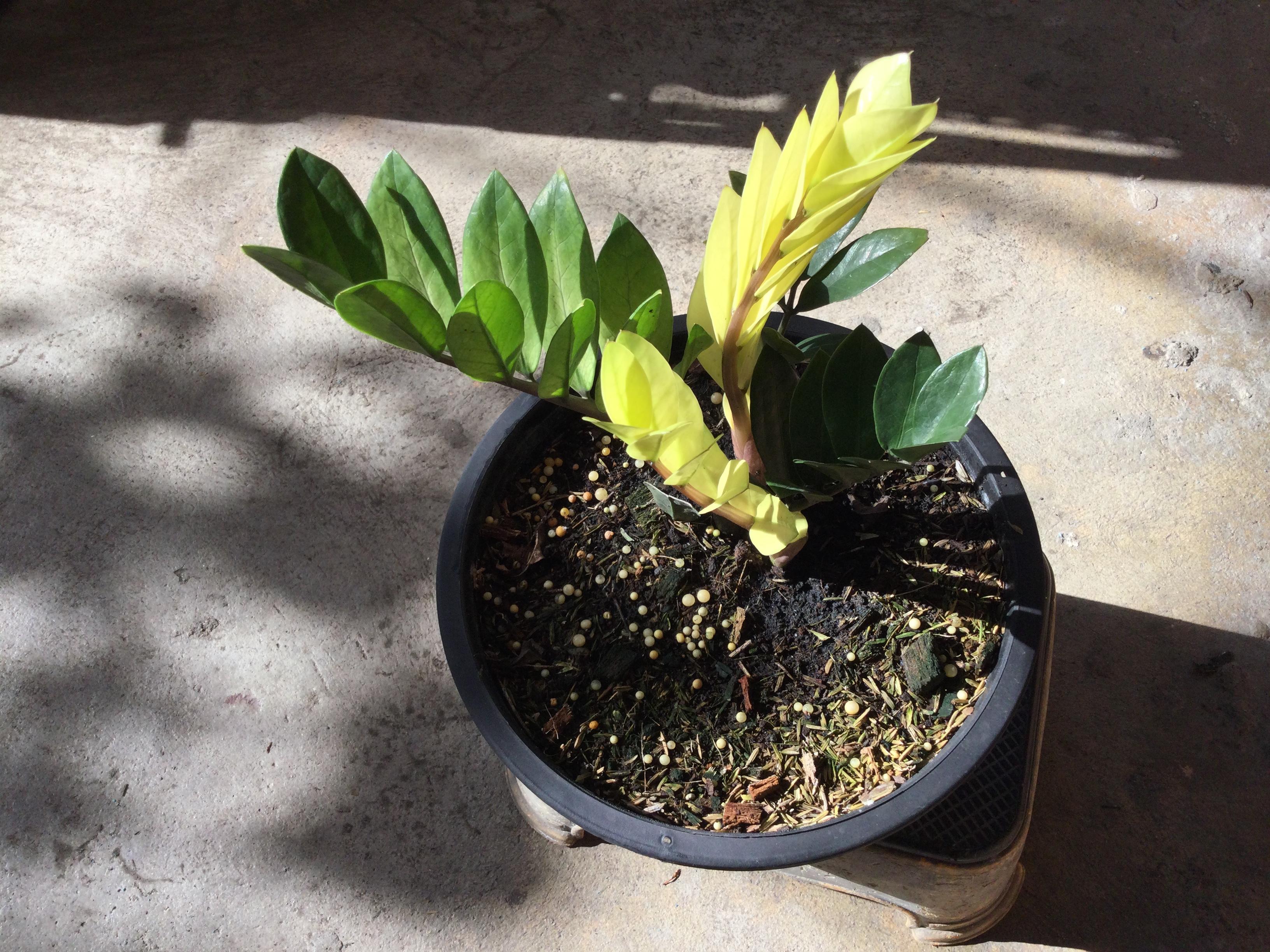 ต้นกวักมรกตด่างสีทอง กระถาง 10 นิ้ว*