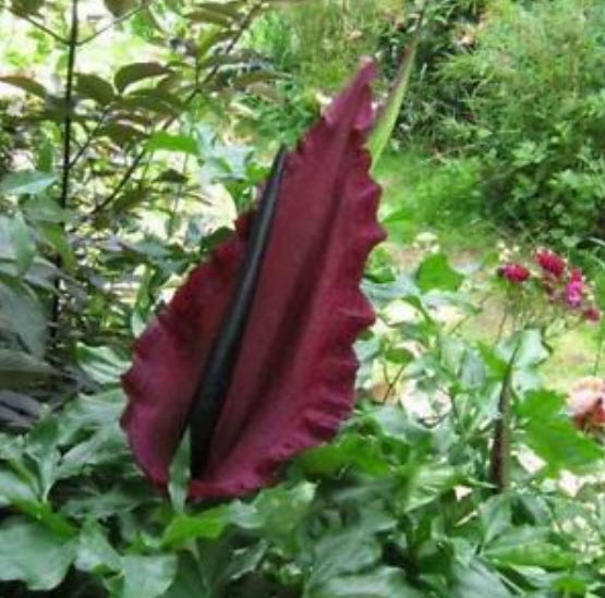 บุก Dragon Arum / Dragon Lily / 15 เม็ด (นอก)