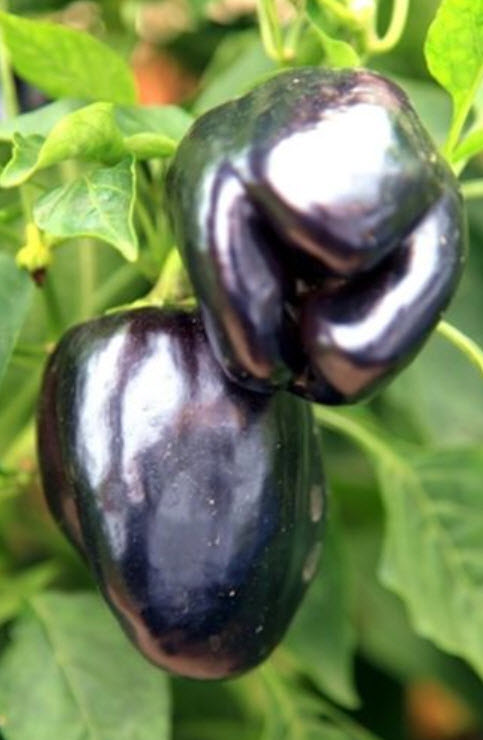 พริกหวาน สีดำ / 40 เม็ด หายาก (Ukraine)