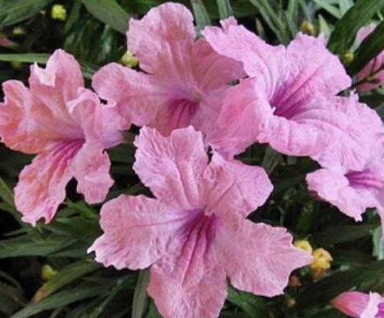 ต้นต้อยติ่งฝรั่ง สีชมพู ถุงดำ สูง 25-40 ซ.ม. / ต้น