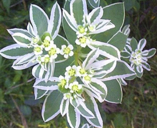 ยูฟอร์เบีย มาร์จินาต้า (Euphorbia Marginata / Mountain Snow) / 15 เม็ด (UK)